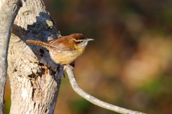 Carolina Wren (<em>Thryothorus ludovicianus</em>)