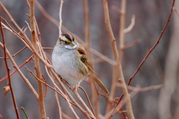 White-throated Sparrow (<em>Zonotrichia albicollis</em>)