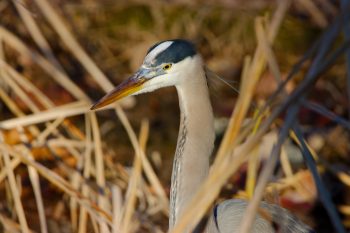 Great Blue Heron (Ardea herodias)