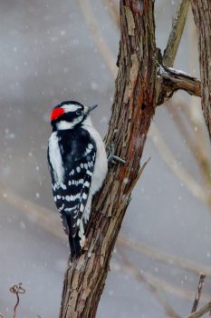 Downy Woodpecker (Dryobates pubescens)