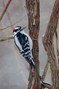 Downy Woodpecker (Dryobates pubescens)