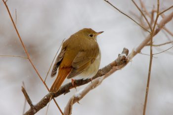 Hermit Thrush (Catharus guttatus)