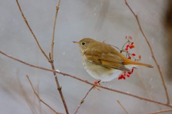 Hermit Thrush (Catharus guttatus)