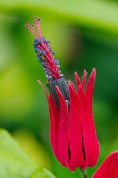 Pavonia multiflora (Brazilian Candle Plant)