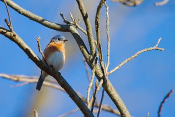 Eastern Bluebird (Sialia sialis)