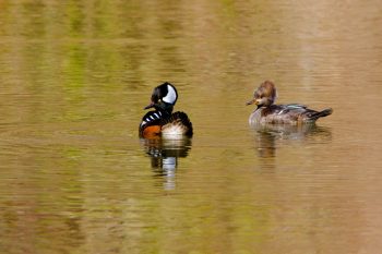 Hooded Mergansers (Lophodytes cucullatus)