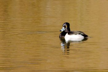 Lesser Scaup (Aythya affinis)