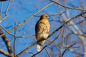 Juvenile Sharp-shinned Hawk (Accipiter striatus)