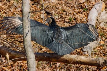 Black Vulture (Coragyps atratus)