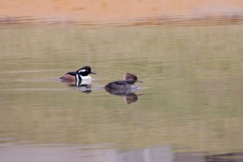 Hooded Mergansers (Lophodytes cucullatus)