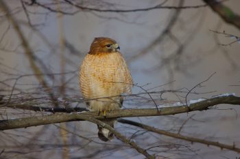 Cooper’s Hawk (Accipiter cooperii)