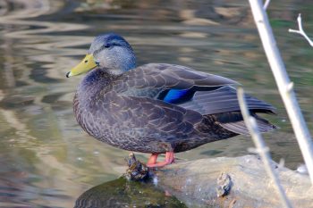 American Black Duck (Anas rubripes)