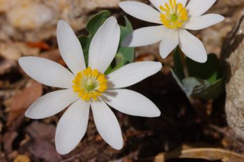 Sanguinaria canadensis (Bloodroot)