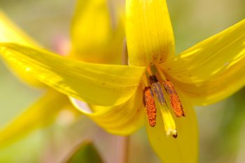 Erythronium americanum (Trout Lily)