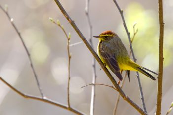 Palm Warbler (Setophaga palmarum)