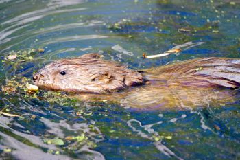 Muskrat (Ondatra zibethicus)