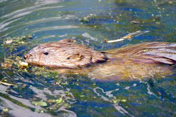 Muskrat (Ondatra zibethicus)