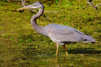 Great Blue Heron (<em>Ardea herodias</em>)