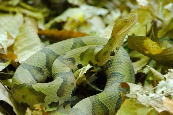 Eastern Copperhead (<em>Agkistrodon contortrix</em>)