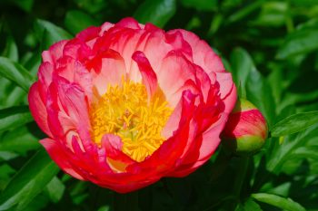 Peony ‘Coral Sunset’