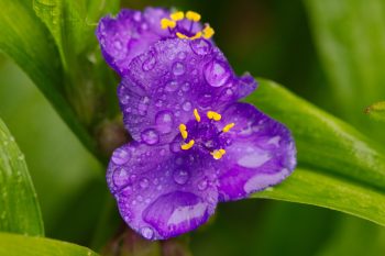 Tradescantia virginiana (Spiderwort)