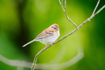 Field Sparrow (Spizella pusilla)