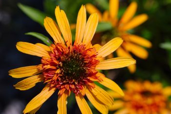 Echinacea ‘Marmalade’