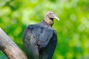 Coragyps atratus (Black Vulture)