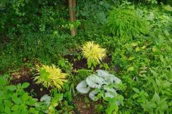 Japanese Forest Grass (<em>Hakonechloa macra</em>), Siberian Bugloss (<em>Brunnera macrophylla</em>), and Northern Maidenhair Fern (<em>Adiantum pedatum</em>)