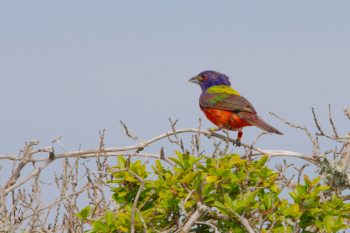 Painted Bunting (Passerina ciris)
