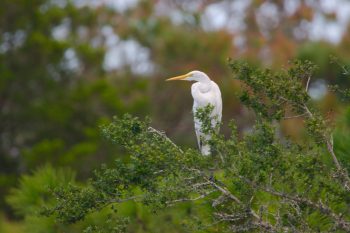 Great Egret (Ardea alba)
