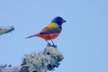 Painted Bunting (Passerina ciris)