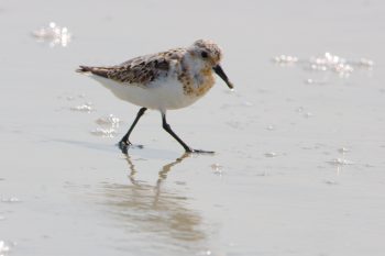 Sanderling (Calidris alba)