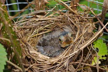 Baby Bird