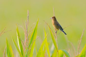 Blue Grosbeak (Passerina caerulea)