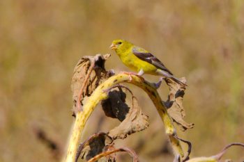 American Goldfinch (Spinus tristis)