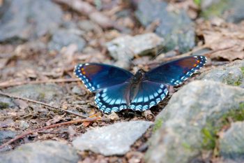 Red-spotted Purple (Limenitis arthemis astyanax)
