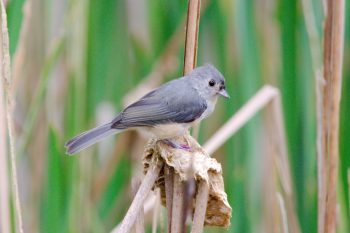 Tufted Titmouse (Baeolophus bicolor)