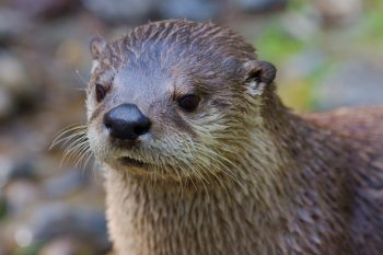 American River Otter (Lontra canadensis)
