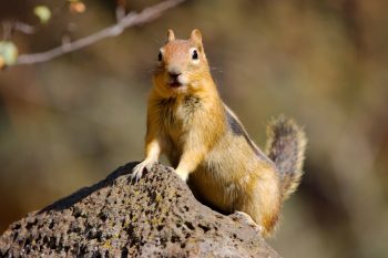 Golden-mantled Ground Squirrel (Callospermophilus lateralis)