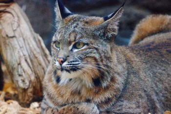 Bobcat (Lynx rufus)