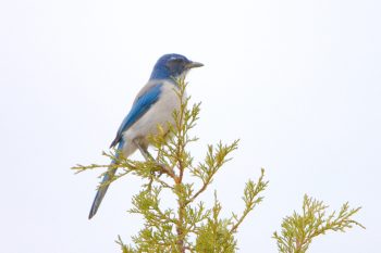California Scrub Jay (Aphelocoma californica)