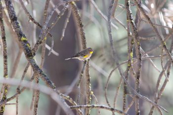 Yellow-rumped Warbler (Setophaga coronata)