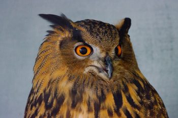 Eurasian Eagle-Owl (Bubo bubo)