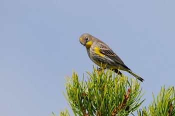 Yellow-rumped Warbler (Setophaga coronata)