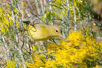  Warbler (Leiothlypis celata)