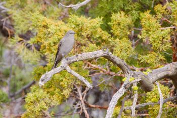 Townsend's solitaire (Myadestes townsendi)