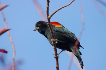 Red-winged Blackbird (Agelaius phoeniceus)
