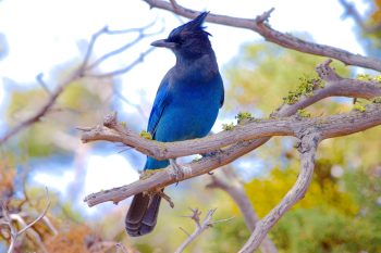 Steller's Jay (Cyanocitta stelleri)