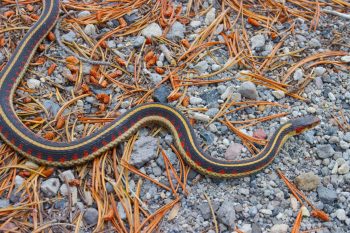 Valley Garter Snake (Thamnophis sirtalis fitchi)